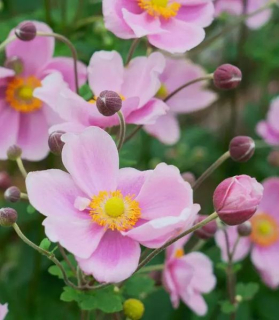 Anemone hupehensis 'Rose Shades'